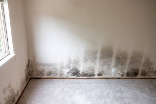 Best Emergency Mold Remediation  in Pleasant Grove, UT