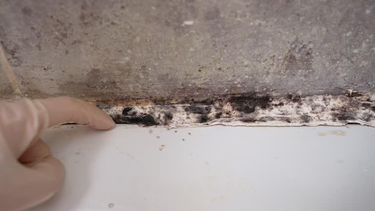 Best Mold Damage Restoration  in Pleasant Grove, UT